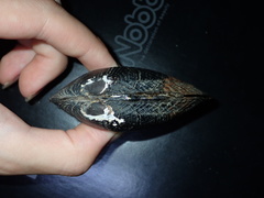 Obovalis omiensis