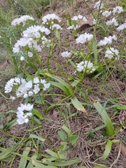 Allium neapolitanum