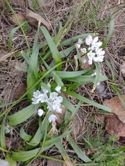 Allium neapolitanum