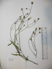 Crepis capillaris