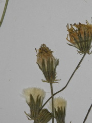 Crepis capillaris