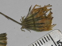 Crepis capillaris