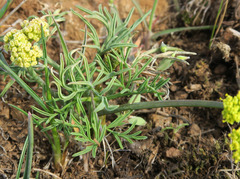 Lomatium farinosum hambleniae