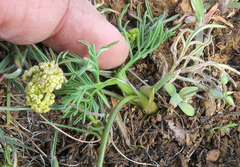 Lomatium farinosum hambleniae