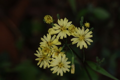 Youngia heterophylla