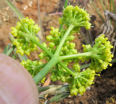 Lomatium farinosum hambleniae