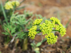 Lomatium farinosum hambleniae