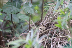 Pnoepyga pusilla