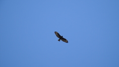 Buteo albonotatus