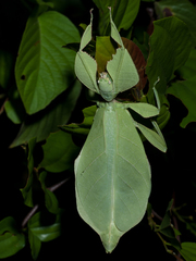 Cryptophyllium