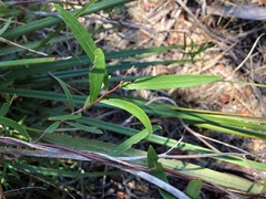 Billardiera cymosa