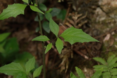 Youngia heterophylla