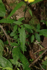 Youngia heterophylla