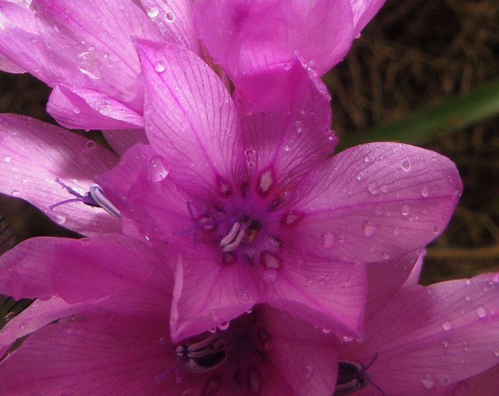 Dierama erectum (Angel's Fishing Rod)