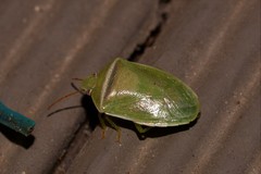 Piezodorus oceanicus