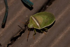 Piezodorus oceanicus