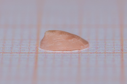 White Tortoiseshell Limpet