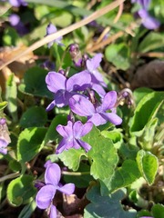 Viola × scabra