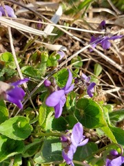 Viola × scabra
