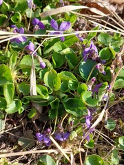 Viola × scabra