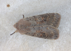 Orthosia populeti