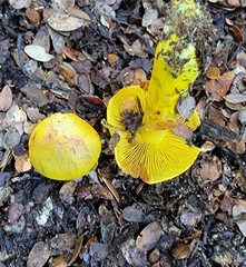 Cortinarius canarius