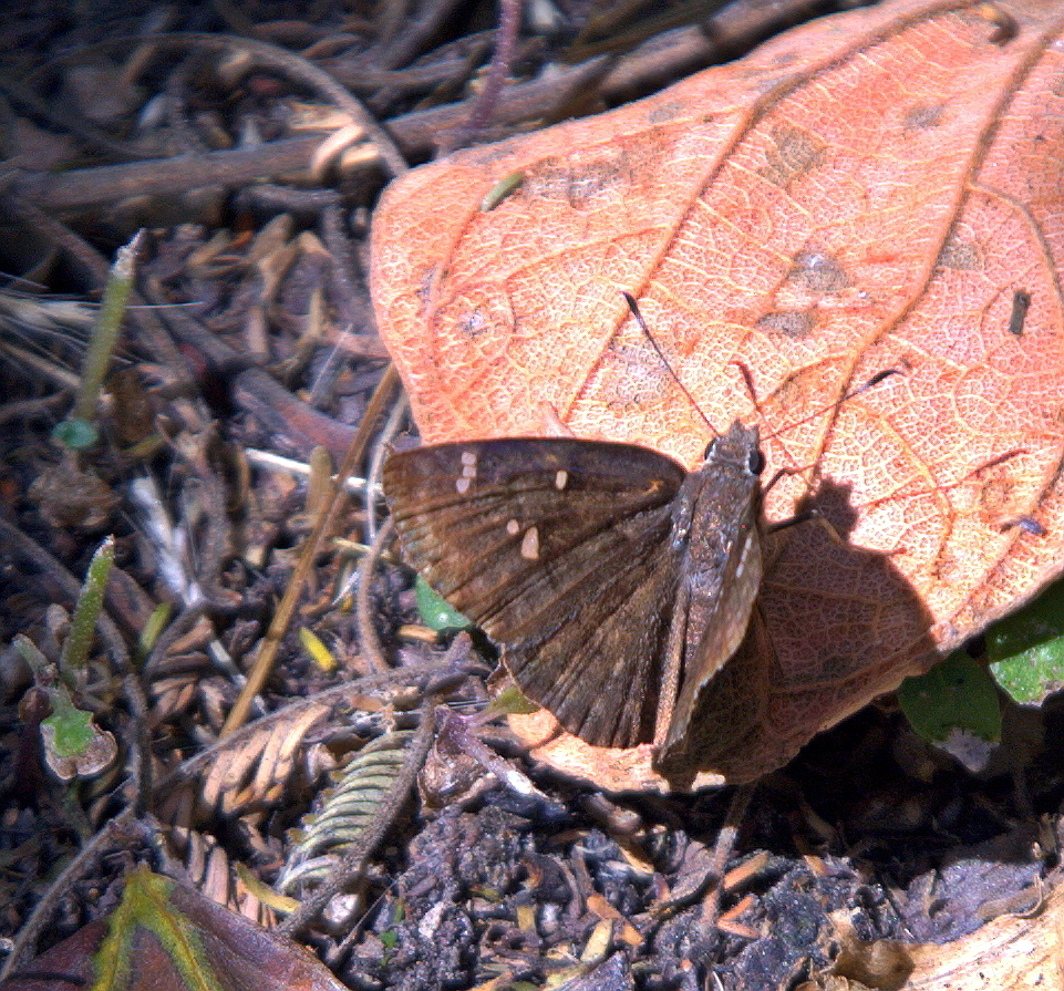 Marbled Elfin