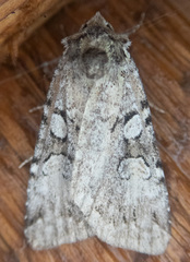 Anaplectoides pressus