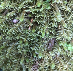 Lepicolea
