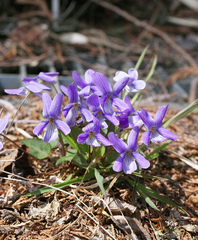 Viola japonica