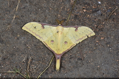 Actias sinensis