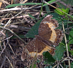Junonia elgiva