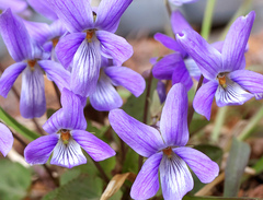 Viola japonica