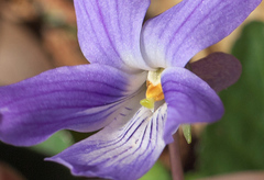 Viola japonica