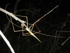 Austrosipyloidea carterus