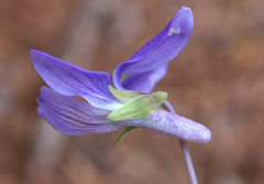 Viola japonica