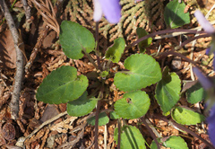 Viola japonica
