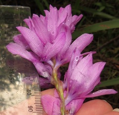 Dierama erectum