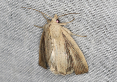 Lophocalama neuritis