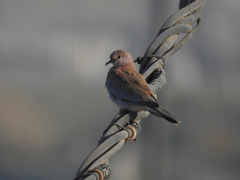 Streptopelia senegalensis