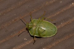 Piezodorus oceanicus