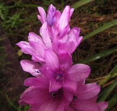 Dierama erectum