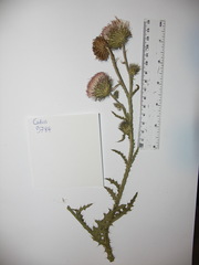 Carduus × orthocephalus