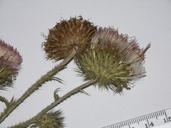 Carduus × orthocephalus