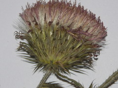 Carduus × orthocephalus