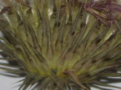 Carduus × orthocephalus