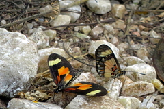 Acraea cabira