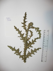 Carduus × orthocephalus