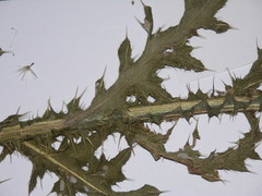 Carduus × orthocephalus