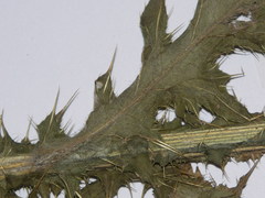 Carduus × orthocephalus